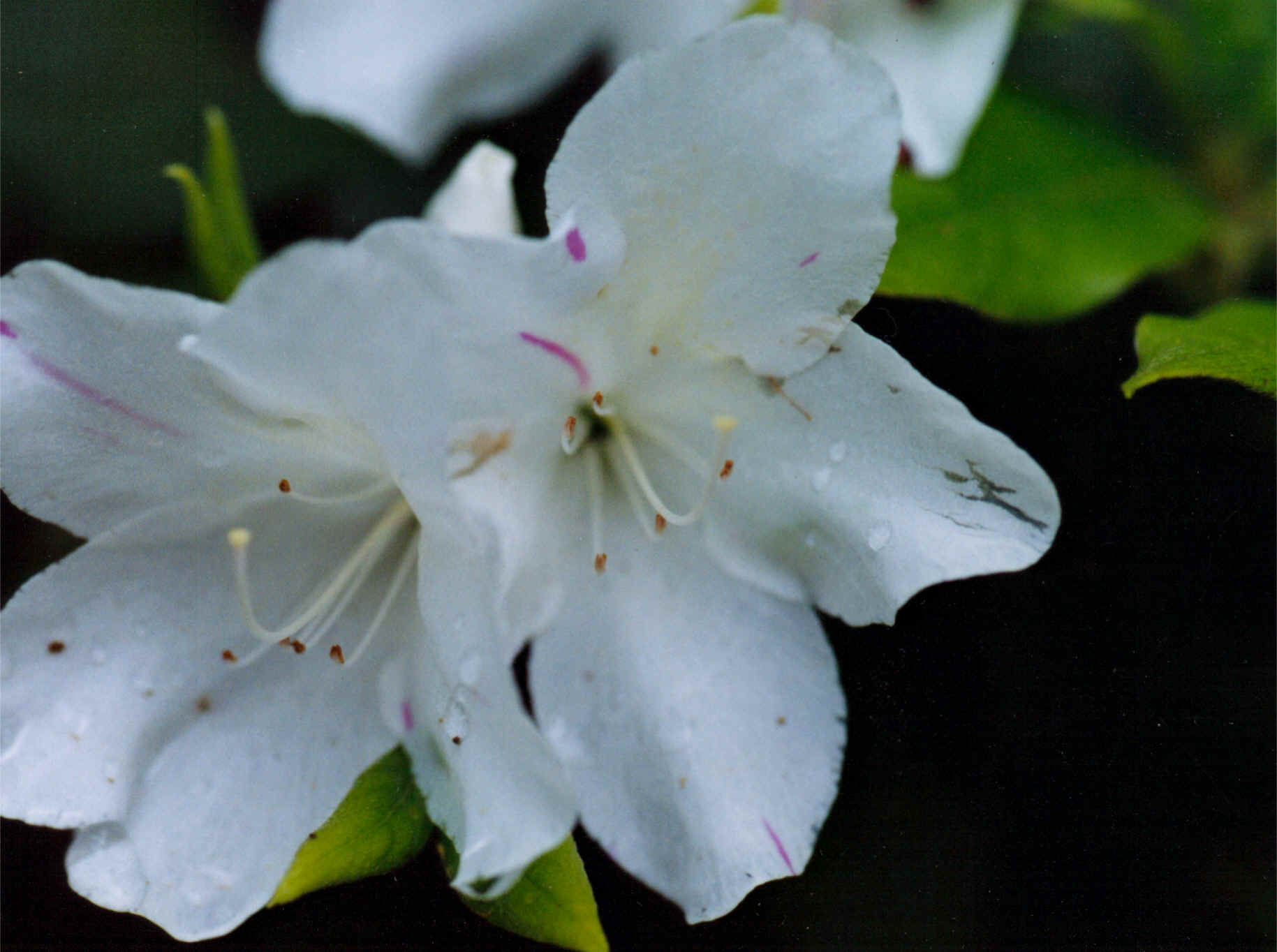 紀伊風土記の丘 5月の花